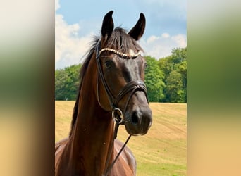 Deutsches Sportpferd, Wallach, 4 Jahre, 175 cm, Rappe