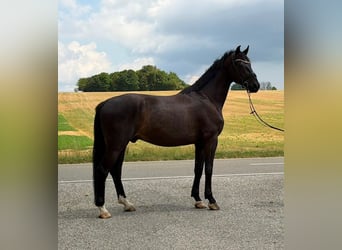 Deutsches Sportpferd, Wallach, 4 Jahre, 175 cm, Rappe