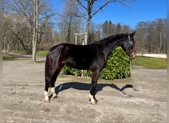 Deutsches Sportpferd, Wallach, 4 Jahre, 175 cm, Schwarzbrauner