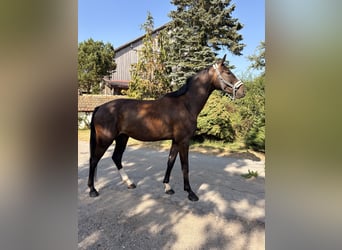 Deutsches Sportpferd, Wallach, 4 Jahre, 175 cm, Schwarzbrauner