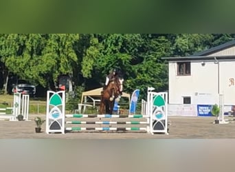 Deutsches Sportpferd, Wallach, 4 Jahre, 176 cm, Brauner