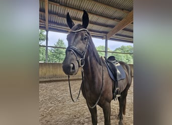 Deutsches Sportpferd, Wallach, 4 Jahre, 178 cm, Rappe