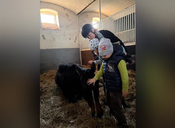 Deutsches Sportpferd, Wallach, 4 Jahre, 180 cm, Brauner