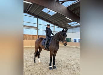 Deutsches Sportpferd, Wallach, 4 Jahre, 180 cm, Brauner