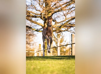 Deutsches Sportpferd, Wallach, 4 Jahre, 180 cm, Dunkelbrauner