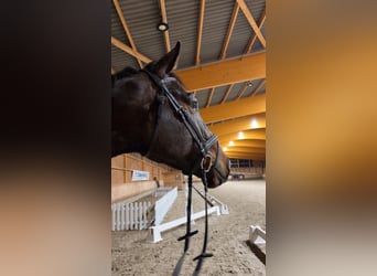 Deutsches Sportpferd, Wallach, 4 Jahre, 180 cm, Dunkelbrauner