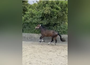 Deutsches Sportpferd, Wallach, 4 Jahre, 182 cm, Dunkelbrauner