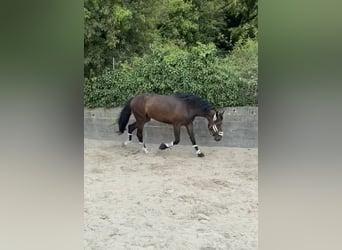 Deutsches Sportpferd, Wallach, 4 Jahre, 182 cm, Dunkelbrauner