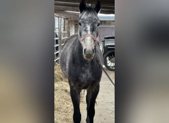 Deutsches Sportpferd, Wallach, 4 Jahre, Apfelschimmel