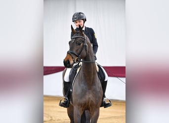 Deutsches Sportpferd, Wallach, 4 Jahre, Brauner