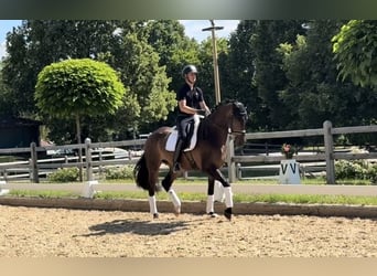 Deutsches Sportpferd, Wallach, 4 Jahre, Brauner