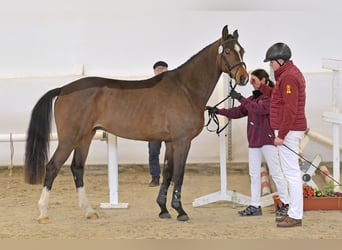 Deutsches Sportpferd, Wallach, 4 Jahre, Brauner