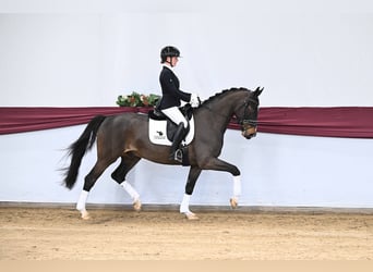 Deutsches Sportpferd, Wallach, 4 Jahre, Dunkelbrauner