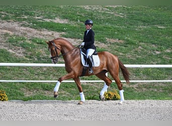 Deutsches Sportpferd, Wallach, 4 Jahre, Fuchs