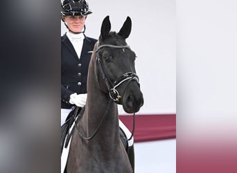 Deutsches Sportpferd, Wallach, 4 Jahre, Rappe