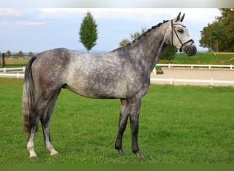 Deutsches Sportpferd, Wallach, 4 Jahre, Schimmel