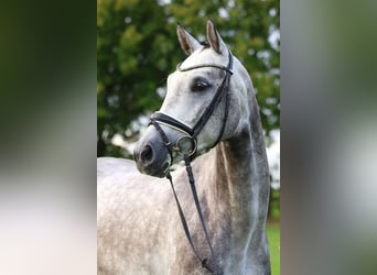 Deutsches Sportpferd, Wallach, 4 Jahre, Schimmel