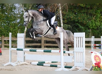 Deutsches Sportpferd, Wallach, 4 Jahre, Schimmel