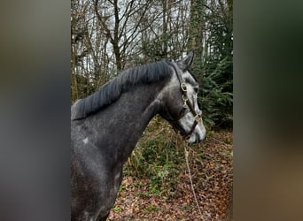 Deutsches Sportpferd, Wallach, 4 Jahre