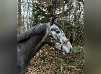 Deutsches Sportpferd, Wallach, 4 Jahre