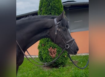 Deutsches Sportpferd, Wallach, 5 Jahre, 153 cm, Rappe