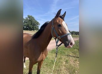 Deutsches Sportpferd, Wallach, 5 Jahre, 155 cm, Brauner