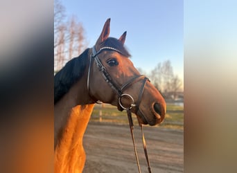 Deutsches Sportpferd, Wallach, 5 Jahre, 158 cm, Brauner