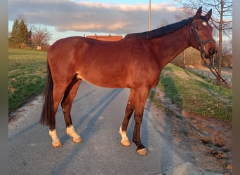 Deutsches Sportpferd, Wallach, 5 Jahre, 160 cm, Brauner