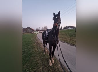 Deutsches Sportpferd, Wallach, 5 Jahre, 160 cm, Brauner