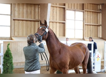 Deutsches Sportpferd, Wallach, 5 Jahre, 160 cm, Brauner