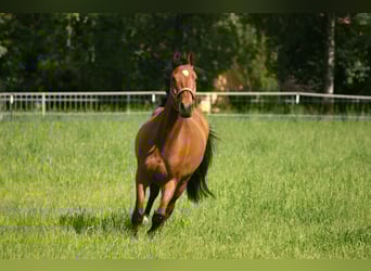 Deutsches Sportpferd, Wallach, 5 Jahre, 160 cm, Brauner