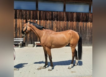 Deutsches Sportpferd, Wallach, 5 Jahre, 160 cm, Brauner
