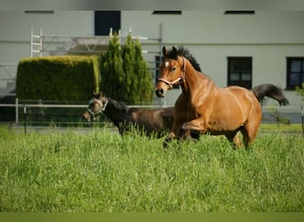 Deutsches Sportpferd, Wallach, 5 Jahre, 160 cm, Brauner