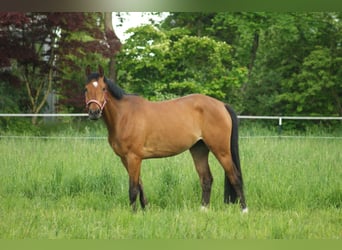 Deutsches Sportpferd, Wallach, 5 Jahre, 160 cm, Brauner