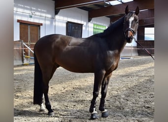 Deutsches Sportpferd, Wallach, 5 Jahre, 160 cm, Brauner