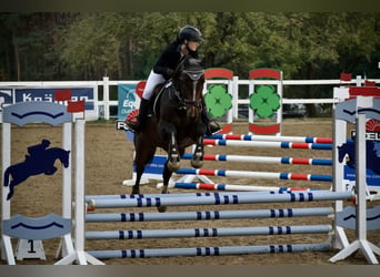 Deutsches Sportpferd, Wallach, 5 Jahre, 160 cm, Brauner