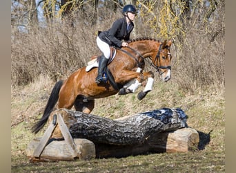 Deutsches Sportpferd, Wallach, 5 Jahre, 160 cm, Brauner
