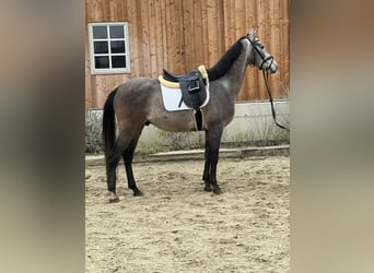 Deutsches Sportpferd, Wallach, 5 Jahre, 162 cm, Apfelschimmel