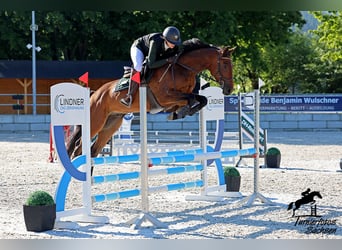 Deutsches Sportpferd, Wallach, 5 Jahre, 162 cm, Brauner