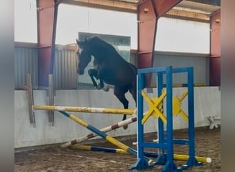 Deutsches Sportpferd, Wallach, 5 Jahre, 162 cm, Brauner