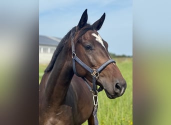 Deutsches Sportpferd, Wallach, 5 Jahre, 162 cm, Brauner