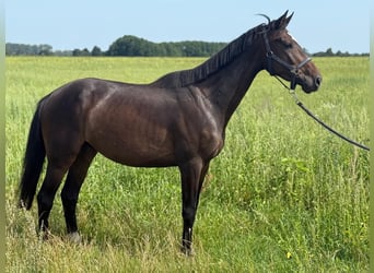 Deutsches Sportpferd, Wallach, 5 Jahre, 162 cm, Brauner