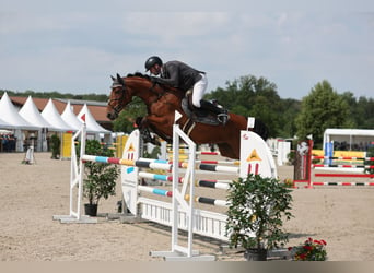 Deutsches Sportpferd, Wallach, 5 Jahre, 162 cm, Brauner