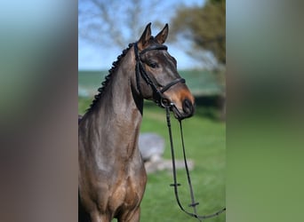 Deutsches Sportpferd, Wallach, 5 Jahre, 162 cm, Brauner