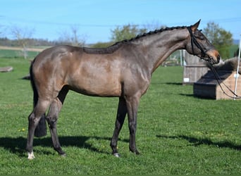 Deutsches Sportpferd, Wallach, 5 Jahre, 162 cm, Brauner