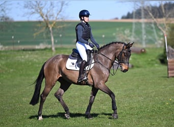 Deutsches Sportpferd, Wallach, 5 Jahre, 162 cm, Brauner