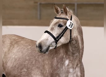 Deutsches Sportpferd, Wallach, 5 Jahre, 162 cm, Schimmel