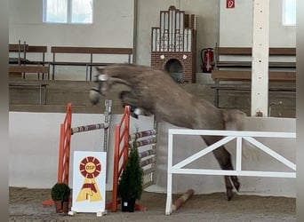 Deutsches Sportpferd, Wallach, 5 Jahre, 162 cm, Schimmel