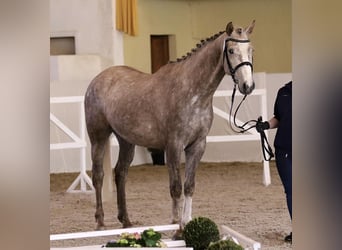 Deutsches Sportpferd, Wallach, 5 Jahre, 162 cm, Schimmel