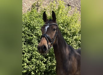 Deutsches Sportpferd, Wallach, 5 Jahre, 163 cm, Brauner